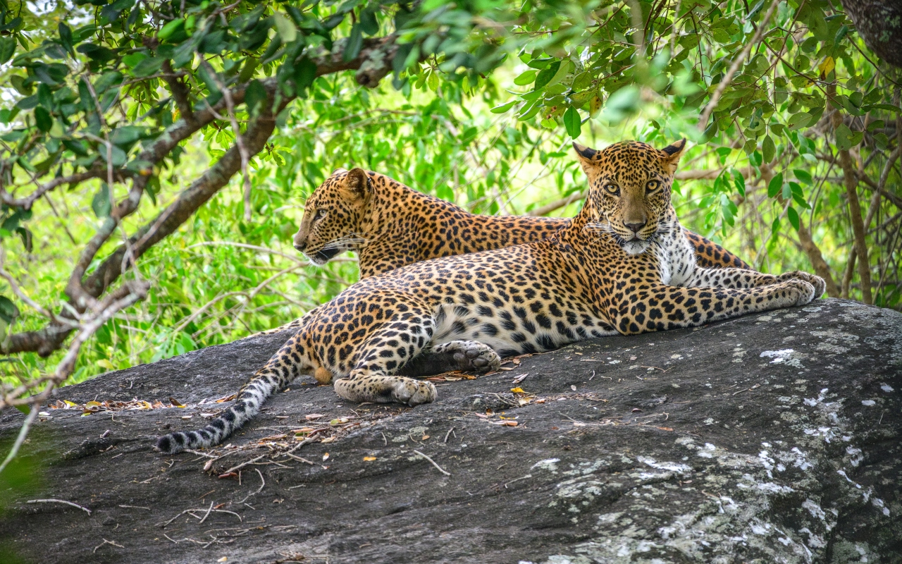 Yala National Park Sri Lanka